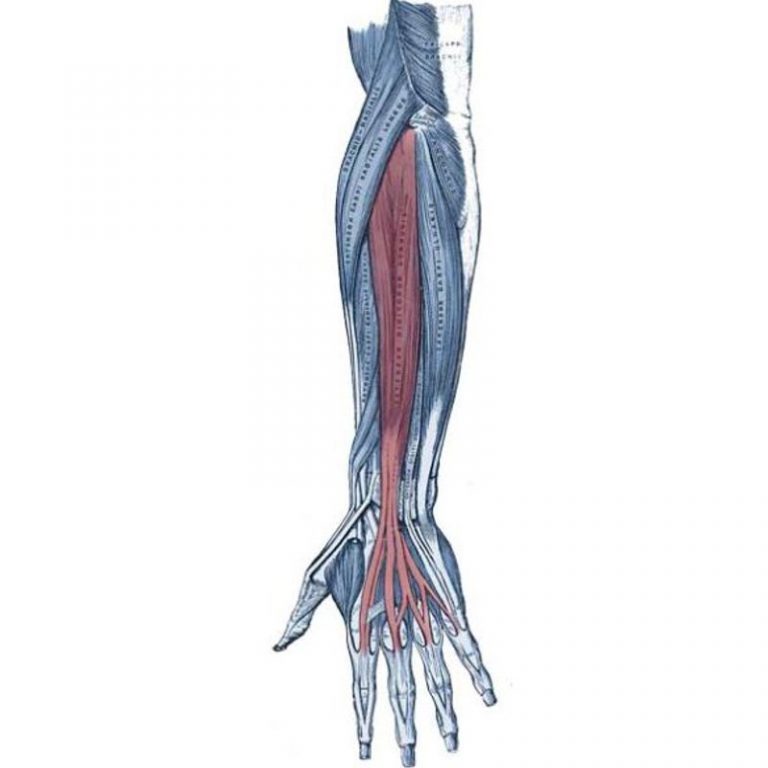 Extensor Hand Bands – Grip & Lift Australia